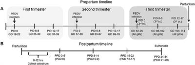 Stage of Gestation at Porcine Epidemic Diarrhea Virus Infection of Pregnant Swine Impacts Maternal Immunity and Lactogenic Immune Protection of Neonatal Suckling Piglets